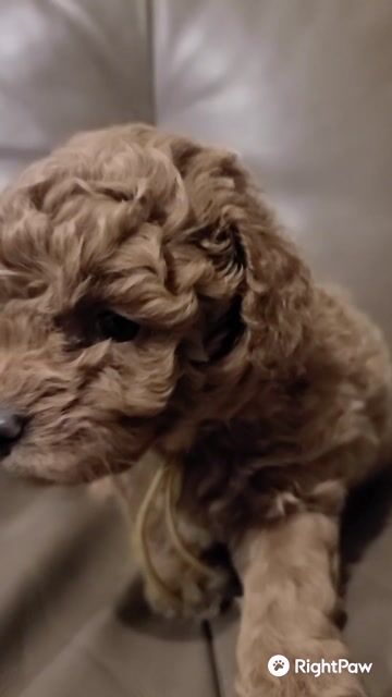 Paddington x Mya - September Litter 2026